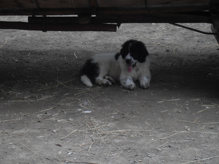 SDC13791 - CAINI CIOBANESTI DE BUCOVINA DE VANZARE