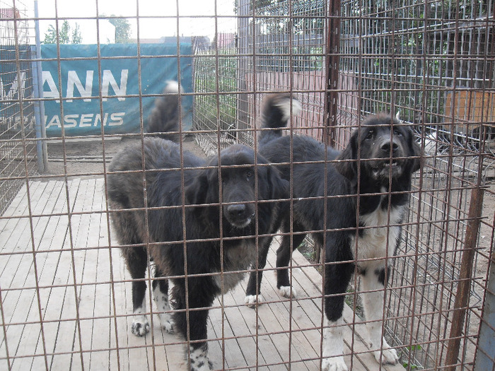 SDC13773 - CAINI CIOBANESTI DE BUCOVINA DE VANZARE