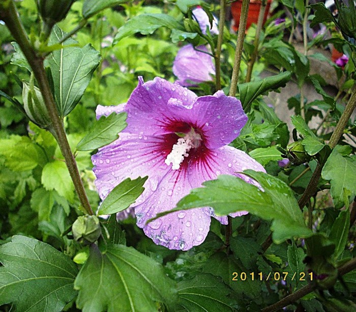 IMGP9228 - florile de acasa 2011