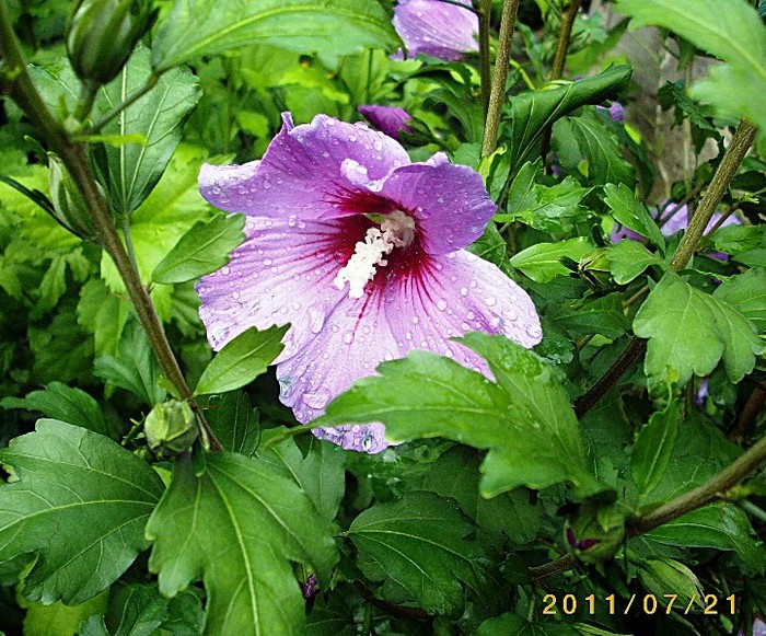 IMGP9233 - florile de acasa 2011