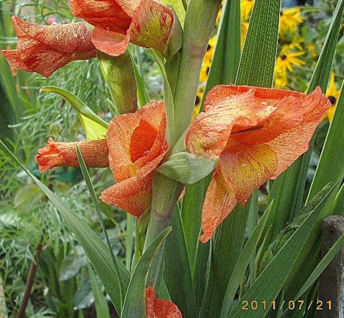 IMGP9237 - florile de acasa 2011