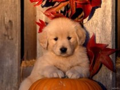 z5 - Animalele Preferate