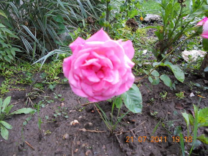 DSCN1821 - trandafiri 2011
