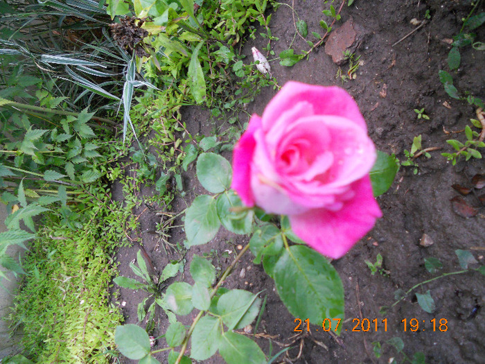 DSCN1822 - trandafiri 2011