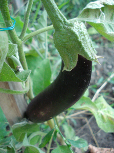 Aubergine Early Purple (2011, July 19) - Eggplants Early Purple