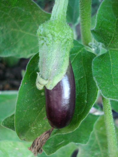 Eggplant Early Purple (2011, July 19) - Eggplants Early Purple