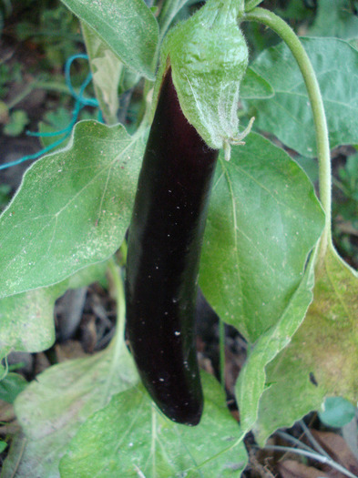 Eggplant Early Purple (2011, July 19)