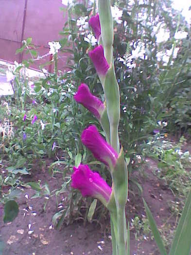 Imag008 - Gladiole 2011