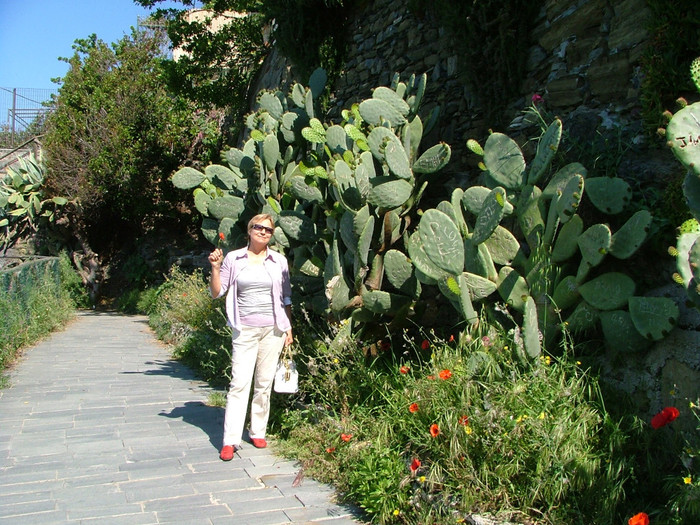 turisti si-au scris numele pe frunzele de kaktusi