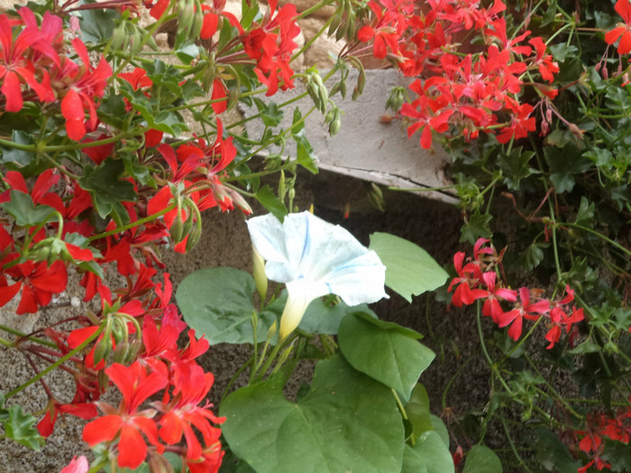 Muscate si zorele - FLORI IN GRADINA 2011