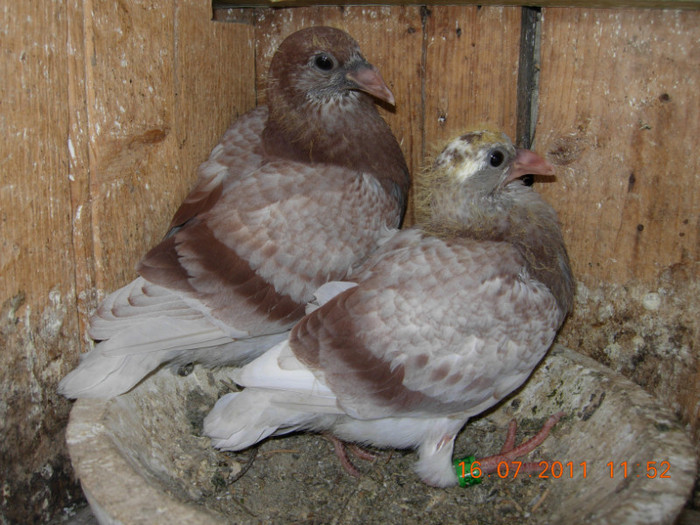 voiajori - PUISORI 2011