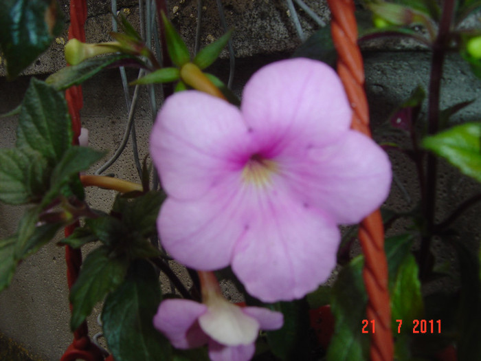 Picture 2206 - 2011-2012 ACHIMENES