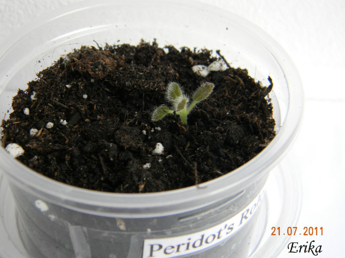 Peridot_s Rolo 21-07-2011