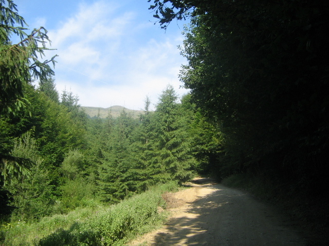 IMG_4713; Spre muntele Găina
