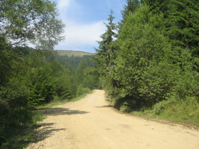 IMG_4715; Spre muntele Găina
