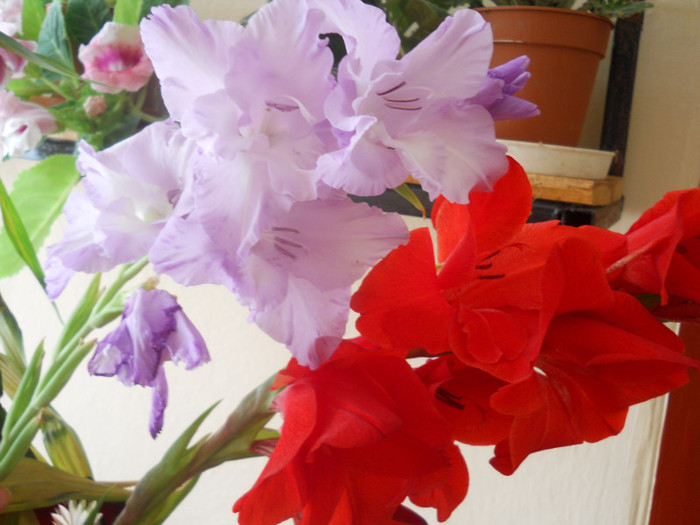 gladiole - A12vara2011