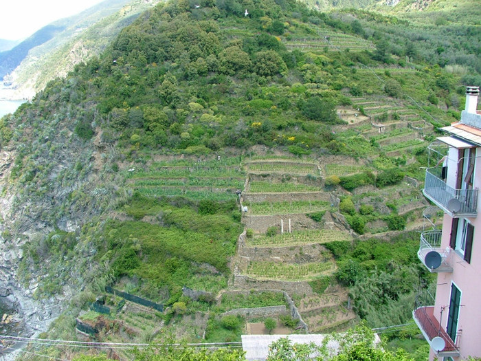 terase unde se cultivà legumele,vita de vie