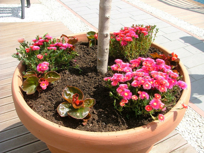 flori splendide,seamànà ce cele de ghiatà