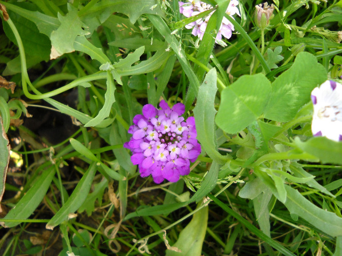  - Gradina 2011