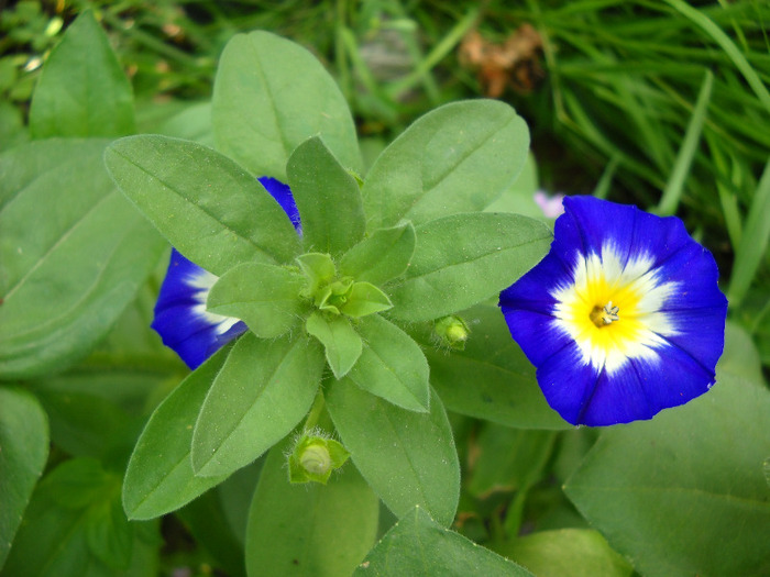 Frumoasa-zilei - Gradina 2011