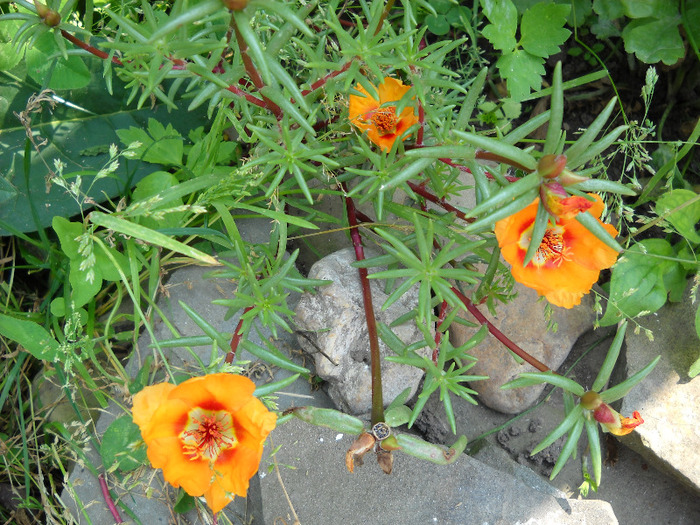 Portulaca - Gradina 2011