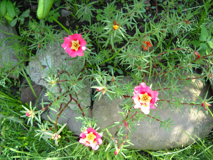  - Gradina 2011