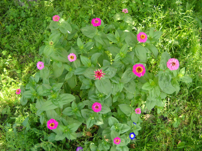Carciumarese - Gradina 2011