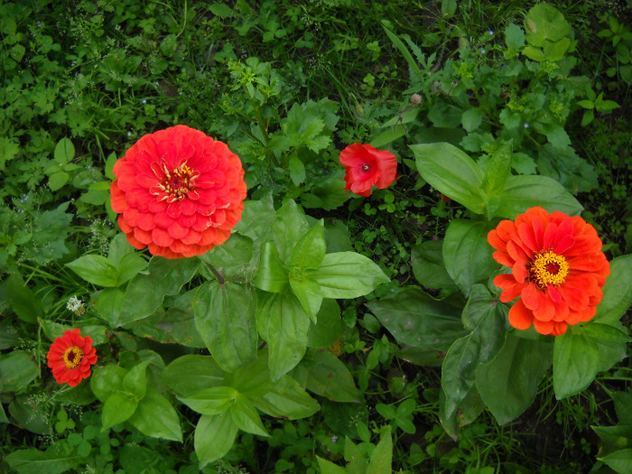  - Gradina 2011