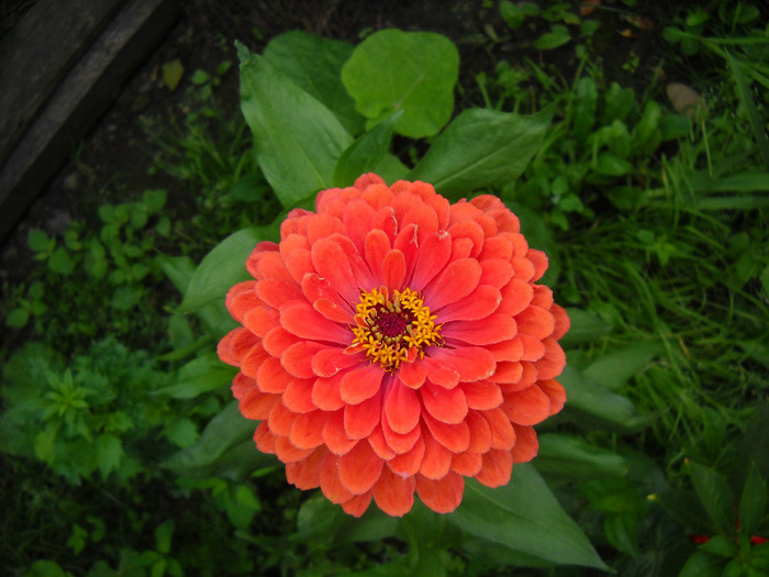  - Gradina 2011
