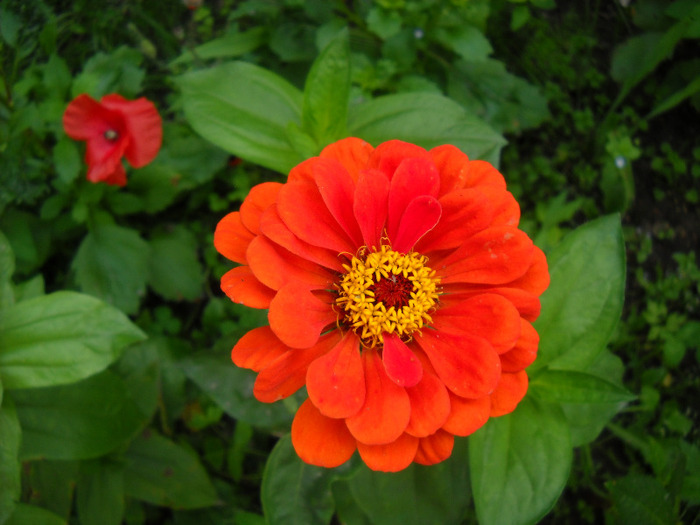  - Gradina 2011