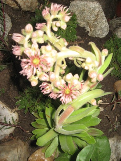 Picture 2380; Sempervivum
Flori de piatra
