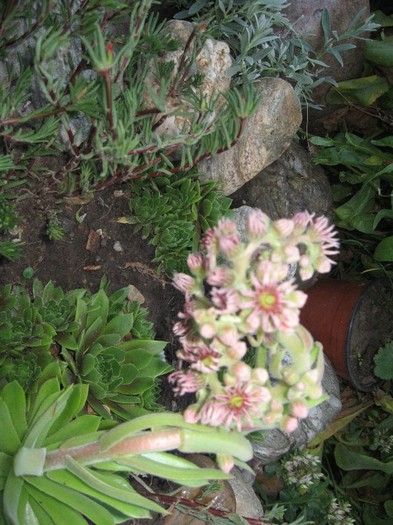 Picture 2382 - Flori din gradina mea