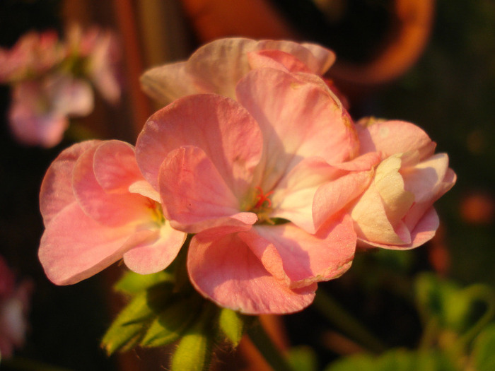 Geranium Appleblossom (2011, July 19) - Geranium Appleblossom