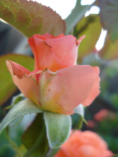 Rose Artistry (2011, July 19)