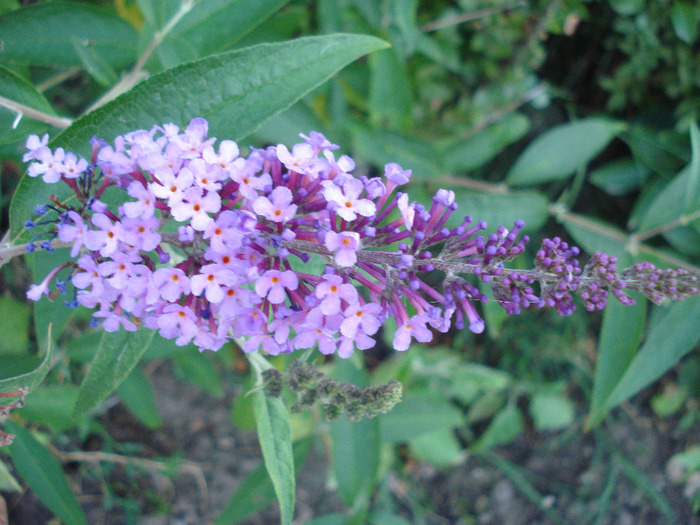 buddleja Nanho Purple 19jul2011