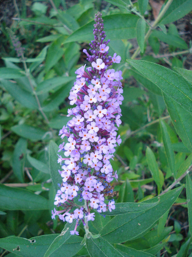 buddleja Nanho Purple 19jul2011 - Buddleja Nanho Purple