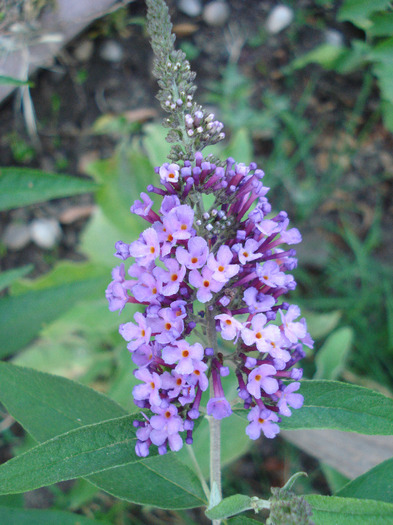 buddleja Nanho Purple 19jul2011