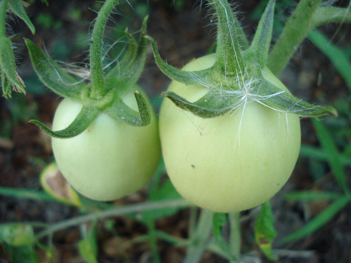 Tomato Campbell (2011, July 19)