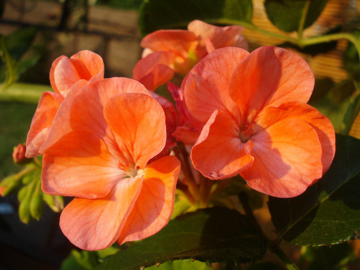 Geranium Deep Salmon (2011, Jul.10)