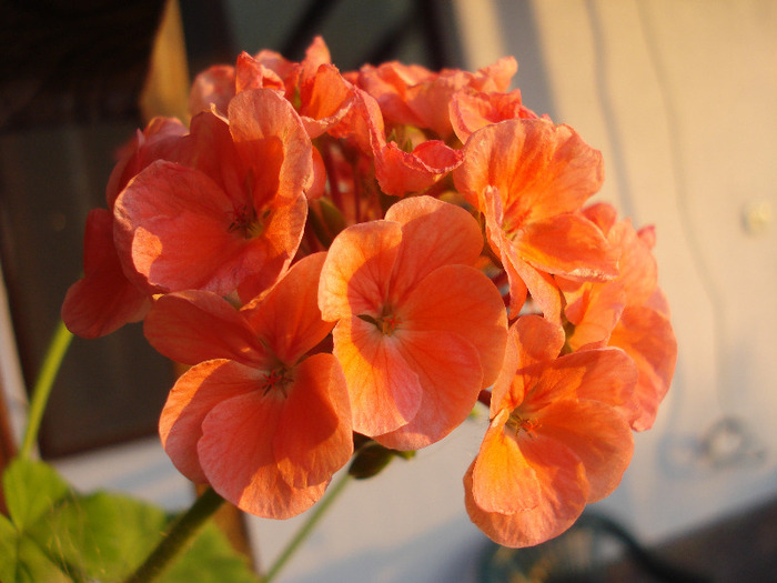 Geranium Deep Salmon (2011, Jul.19)