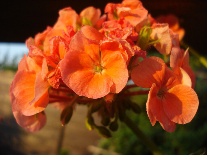 Geranium Deep Salmon (2011, Jul.19)