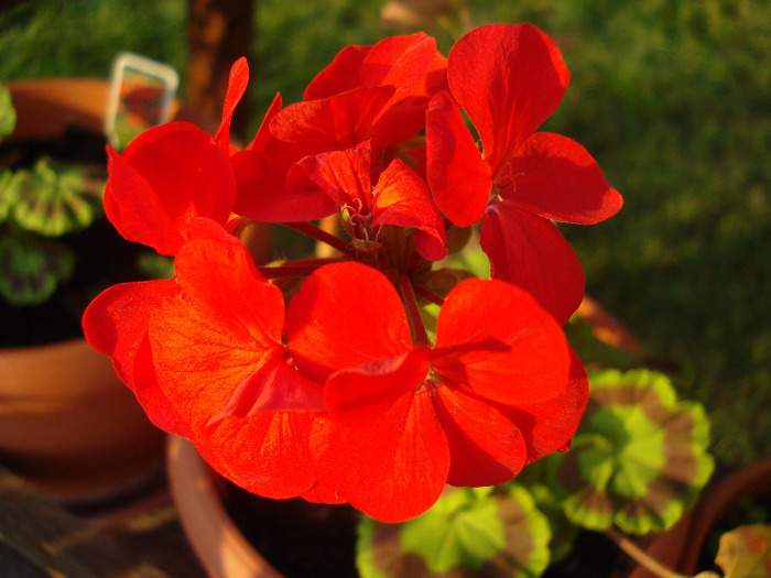 Geranium Upright Red (2011, July 10) - Geranium Upright Red