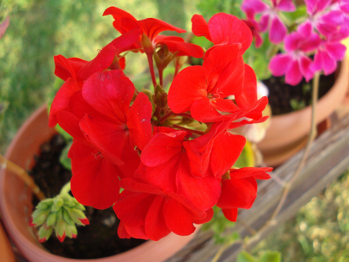 Geranium Upright Red (2011, July 14) - Geranium Upright Red