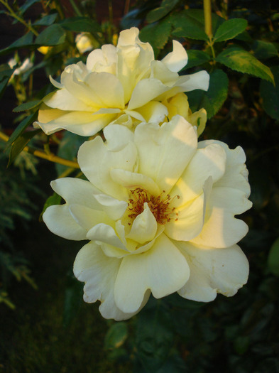 Rose Golden Showers (2011, July 19)