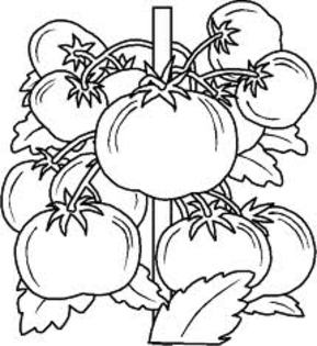 images (61) - Planse de colorat