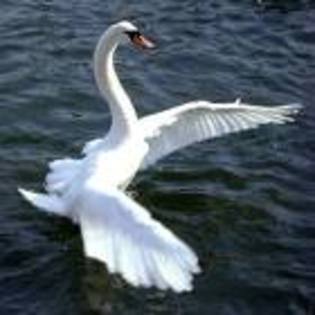 images_022 - Lebede