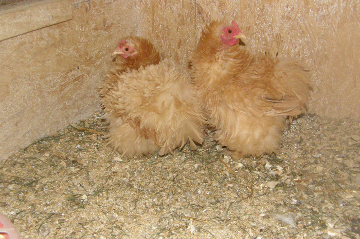 P7210080 - cochinchina pitic galben frizat