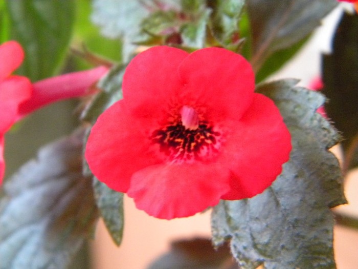 Red Elfe