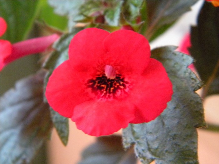 Red Elfe