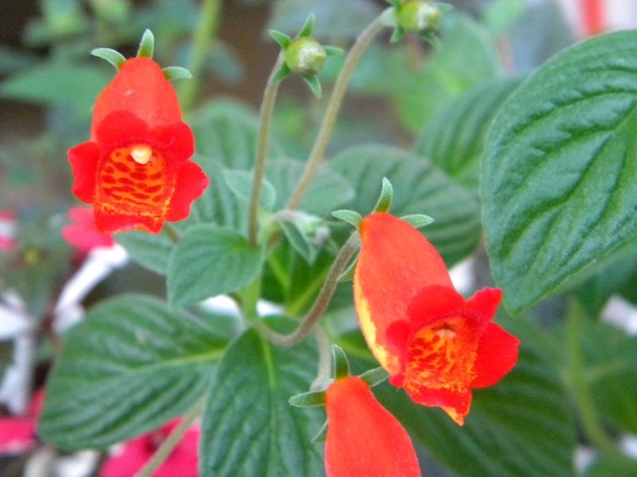 Gloxinia Bolivian Sunset